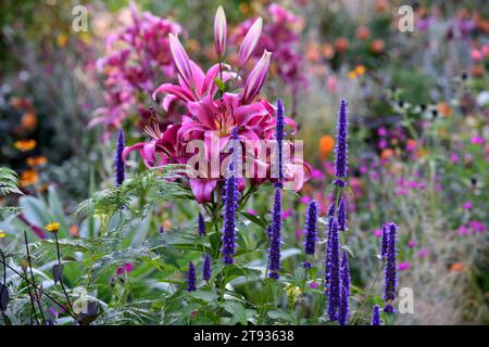 Schwarze agastache-Addition, liliumvioletter Prinz, agastache und Lilie, Lilien, gemischtes Pflanzschema, gemischte Borte, mehrjährige Pflanzen, tiefblaue und rosa Blüten Stockfoto