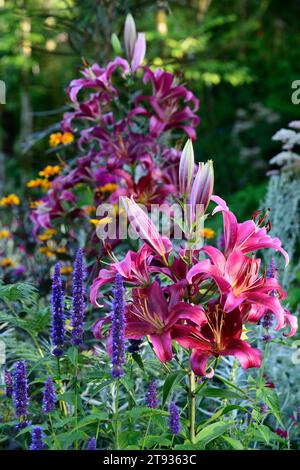 Schwarze agastache-Addition, liliumvioletter Prinz, agastache und Lilie, Lilien, gemischtes Pflanzschema, gemischte Borte, mehrjährige Pflanzen, tiefblaue und rosa Blüten Stockfoto