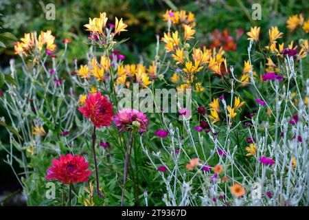 Dahlia Kilburn Glow, Alstroemeria, Dahlien und Alstroemerien, Dahlien blühende Dahlien, Waterlilien Dahlien, rot, Magenta, Orange, Gelbtöne, Blume, Blumen, f Stockfoto