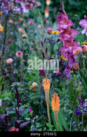 Kniphofia Fiery Fred, Fackellilie, roter Hot Poker, gemischtes Pflanzschema, Gladiolen, Dahlien, Orange, röhrenförmige Blütenspitze, Blumen, Blüte, RM Floral Stockfoto