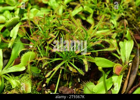 Kapsonnentau (Drosera capensis) fleischfressende Pflanze aus dem Kap, Südafrika. Stockfoto