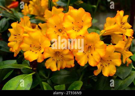 Azalea (Rhododendron sp.) Ist ein hybrides Zierexemplar. Stockfoto