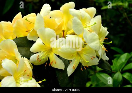 Azalea (Rhododendron sp.) Ist ein hybrides Zierexemplar. Stockfoto