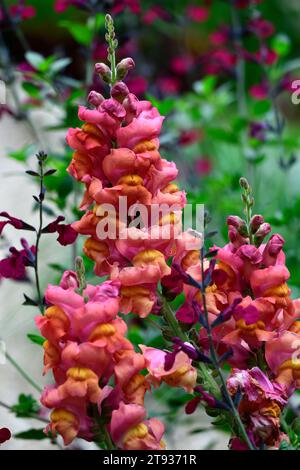 Antirrhinum Majus Ouvertüre tieforange, snapdrache, schnappdrachen, Orange, Blumen, Blüten, Blüten, einjährige, Bettenpflanzen, RM Floral Stockfoto