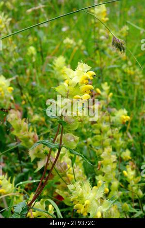 Rhinanthus mediterraneus ist ein einjähriges Hemiparasitenkraut, das in Nordspanien, Nordwesten Italiens, Südfrankreich und Kroatien beheimatet ist. Dies Stockfoto