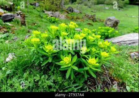 Irish Spurge or Not so Irish Spurge (Euphorbia hyberna) ist ein ausdauerndes Kraut, das im atlantischen Wald Westeuropas beheimatet ist. Dieses Foto wurde in Valle aufgenommen Stockfoto