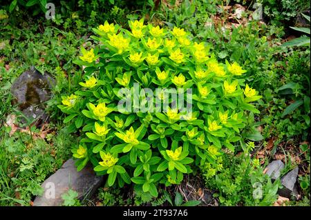 Irish Spurge or Not so Irish Spurge (Euphorbia hyberna) ist ein ausdauerndes Kraut, das im atlantischen Wald Westeuropas beheimatet ist. Dieses Foto wurde in Valle aufgenommen Stockfoto