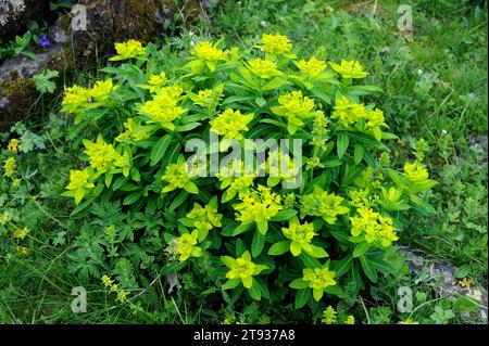 Irish Spurge oder nicht so Irish Spurge (Euphorbia hyberna) ist ein ausdauerndes Kraut, das in den Wäldern Westeuropas beheimatet ist. Dieses Foto wurde in Vall aufgenommen Stockfoto