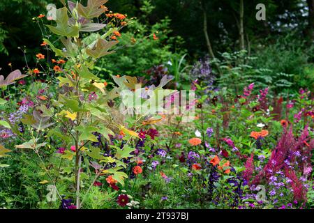 Liriodendron Chinense, Astilbe chinensis var taquetii Purpurlanze; Geranium Anne Thomson; Cosmos Dazzler; Salvia guaranitica Black and Blue; rosa violett Stockfoto