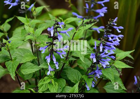 salvia rockin blaue Wildlederschuhe, blaue Blumen, große elektrische blaue Blüten mit schwarzem Kelch, Blume, Blüte, Salvias, blühende salvia, Sommer im Garten Stockfoto