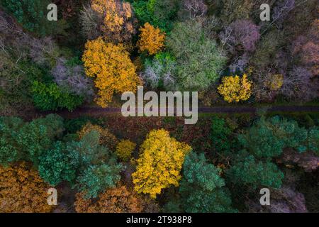 Cannock Chase, Staffordshire 22. November 2023 - bunte Herbstbaumkronen in der Brindley Heath Area von Cannock Chase Area of Outsanding Natural Beauty (AONB). - PIC by Credit: Stop Press Media/Alamy Live News Stockfoto