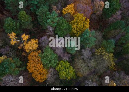 Cannock Chase, Staffordshire 22. November 2023 - bunte Herbstbaumkronen in der Brindley Heath Area von Cannock Chase Area of Outsanding Natural Beauty (AONB). - PIC by Credit: Stop Press Media/Alamy Live News Stockfoto