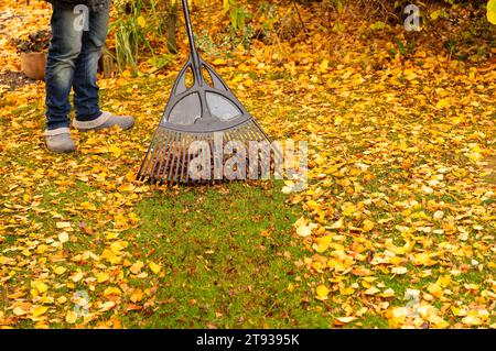 Wenn im Herbst die Blätter von den Bäumen fallen, bedeutet das für Gartenbesitzer viel Arbeit. Auf dem Rasen sollte das Laub nicht liegen bleiben, denn das Gras darunter bekommt zu wenig Licht und es können sich Pilze bilden. Symbolfoto, Themenfoto Niedernwöhren, 21.11.2023 *** wenn die Blätter im Herbst von den Bäumen fallen, bedeutet das viel Arbeit für Gartenbesitzer die Blätter sollten nicht auf dem Rasen gelassen werden, da das Gras darunter zu wenig Licht bekommt und Pilze bilden können Symbolfoto, Themenfoto Niedernwöhren, 21 11 2023 Foto:XB.xSchubertx/xFuturexImagex laub harken 3104 Stockfoto