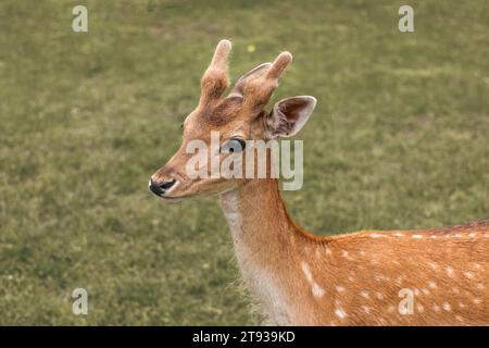 Kopf-Nahaufnahme eines Brachhirsches vor grünem Hintergrund Stockfoto