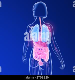 3D-Darstellung der Rückenanatomie. Transparentes Bild der inneren Organe einer Frau auf blauem Hintergrund. Stockfoto