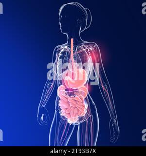 Transparente 3D-Darstellung des Verdauungssystems einer Frau. Anatomie des Darms, des Magens und anderer innerer Organe. Stockfoto