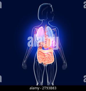 Transparente 3D-Darstellung des Verdauungssystems. Vorderansicht einer Frau. Anatomie des Darms, des Magens und anderer innerer Organe. Stockfoto