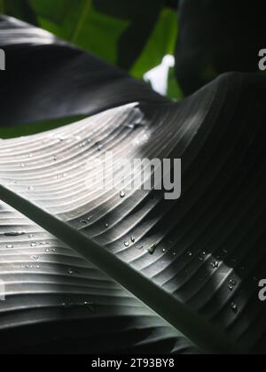 Bananenblätter im Schatten Stockfoto