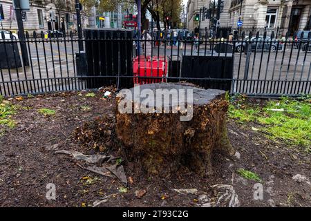 London, Großbritannien. November 2023. Der Stumpf eines großen Baumes, der vor dem Bahnhof Euston für das Hochgeschwindigkeitsbahnprojekt HS2 gefällt wurde, hatte Anzeichen einer deutlichen Regeneration gezeigt, wurde aber nun wieder zurückgeschnitten. Einige Laubbäume sprießen am Stumpfrand oder an den Wurzeln wieder. Quelle: Mark Kerrison/Alamy Live News Stockfoto