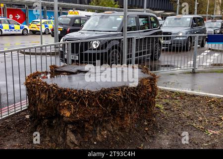 London, Großbritannien. November 2023. Der Stumpf eines großen Baumes, der vor dem Bahnhof Euston für das Hochgeschwindigkeitsbahnprojekt HS2 gefällt wurde, hatte Anzeichen einer deutlichen Regeneration gezeigt, wurde aber nun wieder zurückgeschnitten. Einige Laubbäume sprießen am Stumpfrand oder an den Wurzeln wieder. Quelle: Mark Kerrison/Alamy Live News Stockfoto