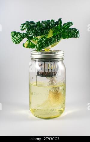 Foto einer hydroponischen Pflanze, die in einem mauerglas wächst und Wurzeln und Korb zeigt Stockfoto