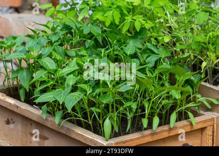 Pfeffern Sie die Sämlinge auf der Fensterbank. Selektiver Fokus. Natur. Stockfoto