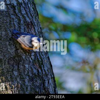 Kleiber Stockfoto