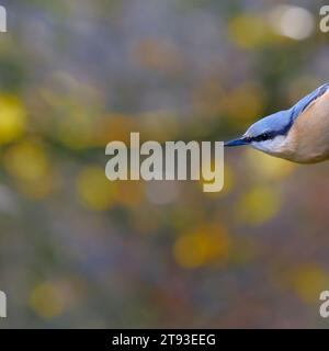 Kleiber Stockfoto