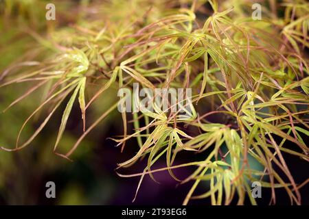 acer Palmatum Villa taranto, aufrechter Linearilobum japanischer Ahorn, neue Blätter, neues Laub, Frühlingswachstum, Blumen, Frühlingsblätter, RM Floral Stockfoto