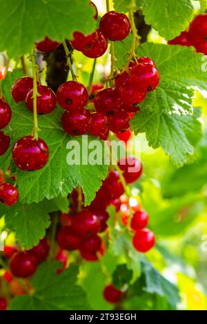 Rote Johannisbeeren wachsen im sonnigen Garten. Rote Johannisbeeren Plantage im Sommerfeld. Rote Johannisbeerbeeren im sonnigen Garten. Stockfoto