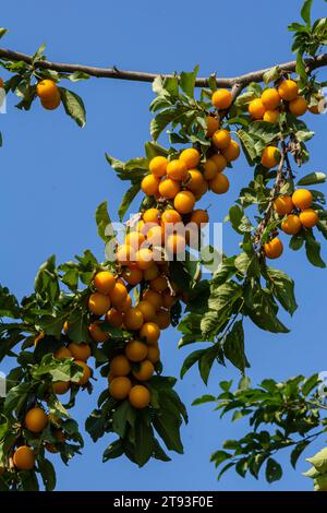 Reife Pflaumen auf grünen Zweigen im Garten. Ein paar frische saftige runde rote Pflaumenbeeren mit Blättern auf einem Baumzweig unter dem weichen Sonnenlicht. Reife Pflaumen Stockfoto