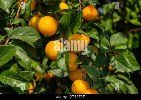 Reife Pflaumen auf grünen Zweigen im Garten. Ein paar frische saftige runde rote Pflaumenbeeren mit Blättern auf einem Baumzweig unter dem weichen Sonnenlicht. Reife Pflaumen Stockfoto