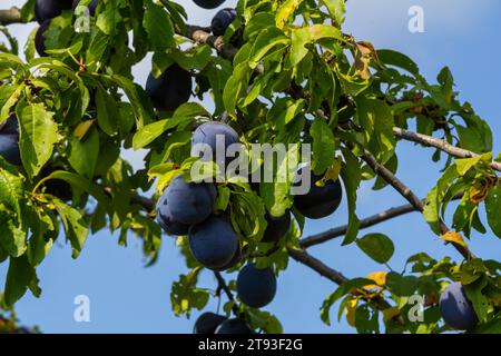 Reife Pflaumen auf grünen Zweigen im Garten. Ein paar frische saftige runde rote Pflaumenbeeren mit Blättern auf einem Baumzweig unter dem weichen Sonnenlicht. Reife Pflaumen Stockfoto