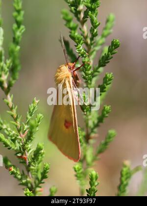 Diacrisia sannio, bekannt als getrübter Buff, eine Motte aus Finnland Stockfoto