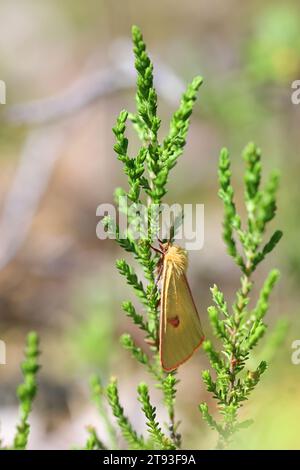 Diacrisia sannio, bekannt als getrübter Buff, eine Motte aus Finnland Stockfoto