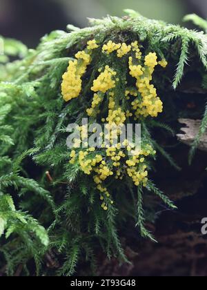 Physarum virescens, eine gelbe Schleimform aus Finnland, kein gebräuchlicher englischer Name Stockfoto