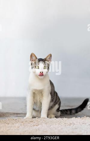 Lustige Katze leckt sich die Lippen. Porträt eines weiß-braunen Kätzchens mit schönen grünen Augen. Schöne hungrige Katze, leckeres Konzept Stockfoto