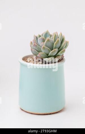 Green echeveria elegans Rose saftig. Blume-Zimmerpflanze in blauem Keramiktopf auf weißem Hintergrund Stockfoto