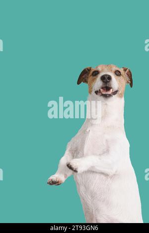 Lustiger, gut ausgebildeter Hund zeigt Balancetrick. Hintergrund der Hundeausbildung. Stockfoto