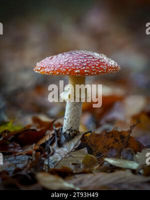 Fly Agaric, Amanita muscaria, giftige Pilze, Niederlande. Stockfoto