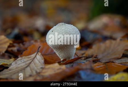 Gewöhnlicher Puffball, Warzenpuffer, mit Edelsteinen besetzter Puffbär, Teufelsschnupfchen, Lycoperdon perlatum, Pilz im Wald, Niederlande. Stockfoto