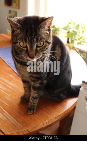 Hübsche Katze sitzt auf dem Tisch Stockfoto