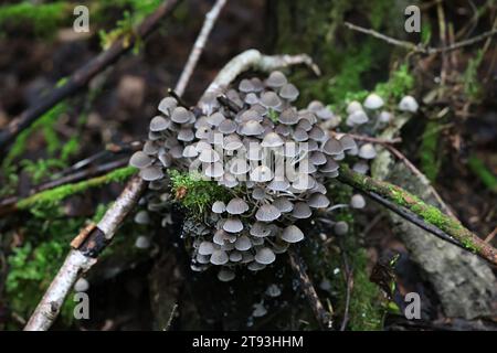 Disseminatus Coprinellus, bekannt als Fee inkcap oder trooping Cap bröckeln, Wild Mushroom aus Finnland Stockfoto
