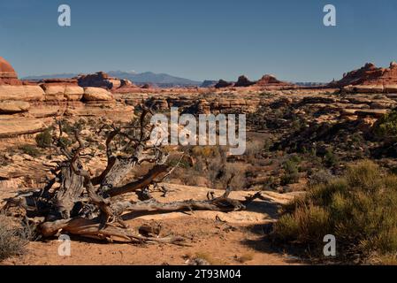 Blick auf Türme und Formationen im Big Spring Canyon, Canyonlands National Park Stockfoto