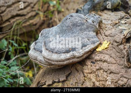 HUF Pilz, Zündstoff Fomentarius große Klammer Pilz auf Baumstamm, Frankreich. Stockfoto