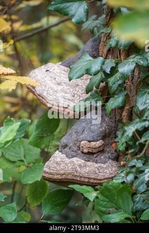 HUF Pilz, Zündstoff Fomentarius große Klammer Pilz auf Baumstamm, Frankreich. Stockfoto