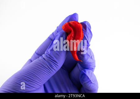 Nahaufnahme einer Hand mit Handschuhen, die einen Geisterpfeffer hält Stockfoto