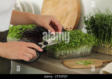 Frau mit Schere schneidet frisches Mikrogrün auf der Arbeitsplatte in der Küche, Nahaufnahme Stockfoto