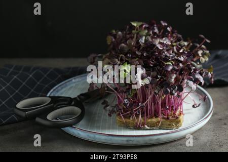 Frischer Rettich, mikrogrün und Schere auf grauem Tisch Stockfoto