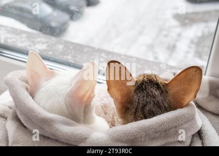 Süßes orientalisches Kurzhaar-Tabby-Kätzchen und weiße orientalische Katze, die aus dem Fenster auf der Winterstraße blickt Stockfoto